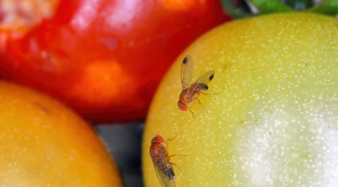 Chile Strengthens Phytosanitary Defense with National Plan Against Fruit Fly: “We Export Trust” Drosophila suzukii, commonly called the spotted wing drosophila or fruit fly