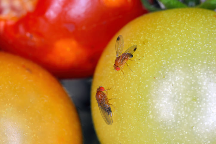 Chile Strengthens Phytosanitary Defense with National Plan Against Fruit Fly: “We Export Trust”