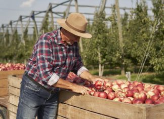 Gabriel Massuh, Fruit business owner