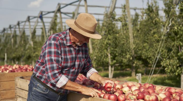 Gabriel Massuh, The Chilean Leader Who Found His Business Purpose in Fruit Gabriel Massuh, Fruit business owner