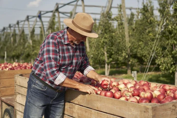 Gabriel Massuh, Fruit business owner