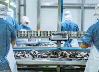 Workers processing fish on an industrial conveyor line in a modern food factory Focus on safety hygiene and efficiency in food manufacturing and packaging operations. Fish Processing Business