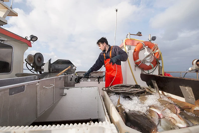 How to Start a Fish Processing Business Without Huge Capital and With Lower Risks