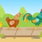 Chicken Road game