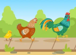 Chicken Road game