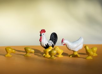 Chicken Road Game