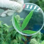 Healing Over Hype: Mujjahid Huq on Why The Cannabis Industry’s Next Growth Curve May Look More Like a Clinic Than a Club Future of Cannabis