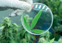 Healing Over Hype: Mujjahid Huq on Why The Cannabis Industry’s Next Growth Curve May Look More Like a Clinic Than a Club Future of Cannabis