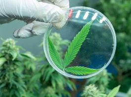 Healing Over Hype: Mujjahid Huq on Why The Cannabis Industry’s Next Growth Curve May Look More Like a Clinic Than a Club Future of Cannabis