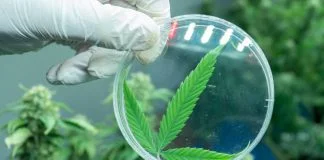 Healing Over Hype: Mujjahid Huq on Why The Cannabis Industry’s Next Growth Curve May Look More Like a Clinic Than a Club Future of Cannabis