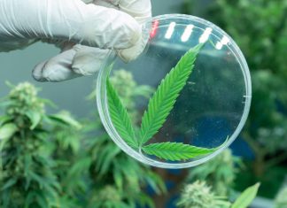 Future of Cannabis