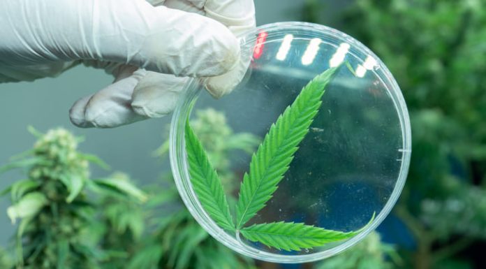 Healing Over Hype: Mujjahid Huq on Why The Cannabis Industry’s Next Growth Curve May Look More Like a Clinic Than a Club Future of Cannabis