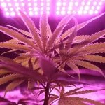 How to Choose Quality Cannabis Products Cannabis