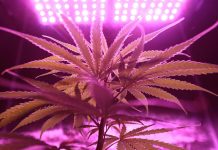 How to Choose Quality Cannabis Products Cannabis