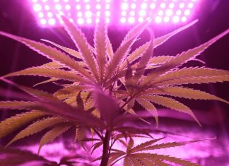 Cannabis