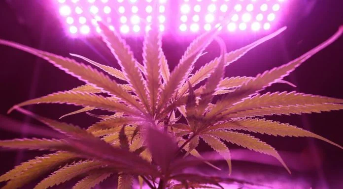 How to Choose Quality Cannabis Products Cannabis