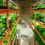 innovative food production