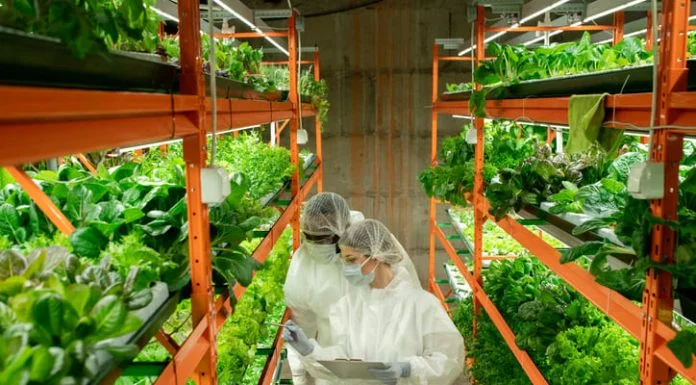 Innovative Food Production: The Power of Selo innovative food production