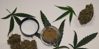 Medical Marijuana Card in MA: What I Wish I Knew