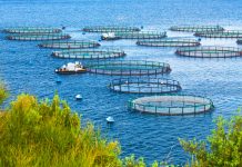 Sea fish farm. Cages for fish farming dorado and seabass. Aquaculture