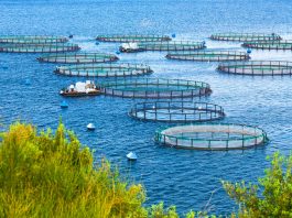 The Blue Economy Opportunity: Why Aquaculture is Attracting Serious Investment Sea fish farm. Cages for fish farming dorado and seabass. Aquaculture
