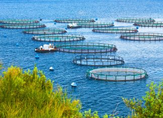 The Blue Economy Opportunity: Why Aquaculture is Attracting Serious Investment Sea fish farm. Cages for fish farming dorado and seabass. Aquaculture