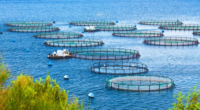Sea fish farm. Cages for fish farming dorado and seabass. Aquaculture