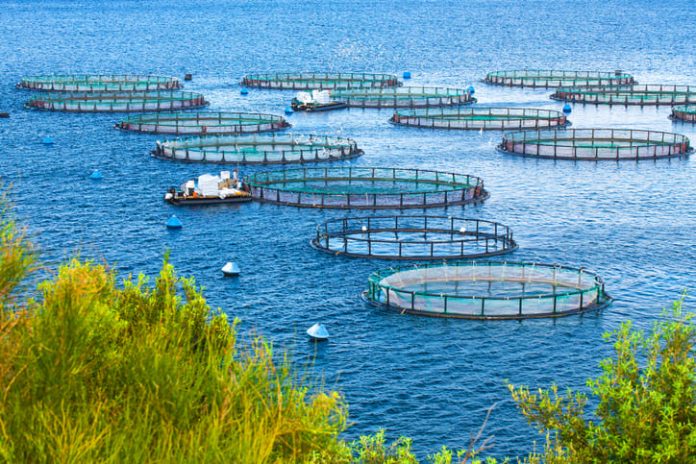 Sea fish farm. Cages for fish farming dorado and seabass. Aquaculture