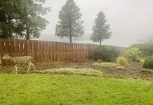 How Effective Deer Control East Hampton Reduces Landscape Damage Effective Deer Control - Deer in backyard