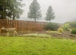 How Effective Deer Control East Hampton Reduces Landscape Damage Effective Deer Control - Deer in backyard