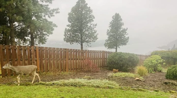 How Effective Deer Control East Hampton Reduces Landscape Damage Effective Deer Control - Deer in backyard