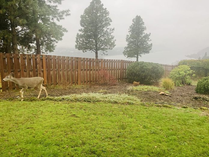iStock-2262556955 Effective Deer Control - Deer in backyard