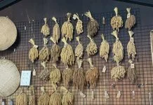 Traditional millet cultivated as part of the Millet Ark initiative.