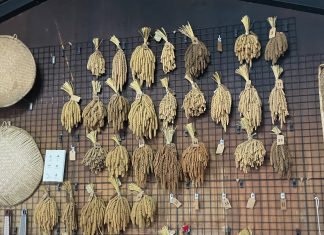 Traditional millet cultivated as part of the Millet Ark initiative.