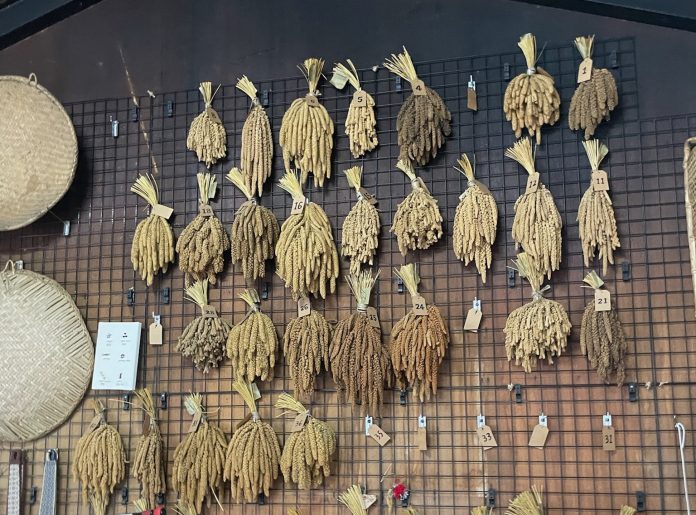 Traditional millet cultivated as part of the Millet Ark initiative.