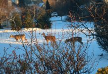 deer control Lehigh Valley PA