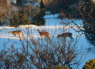 deer control Lehigh Valley PA