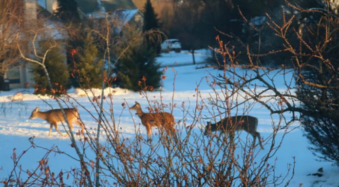 Deer Control Lehigh Valley PA vs Trapping Alternatives: Which Method Is More Effective? deer control Lehigh Valley PA
