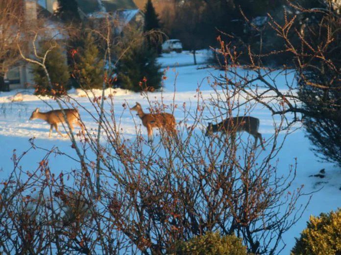 Winter Herd deer control Lehigh Valley PA