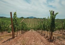 The Entrepreneur and Philanthropist Behind Scarpa and ERA Winegrape Tradition Winegrape