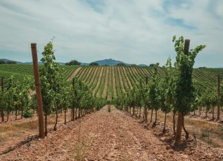 Winegrape