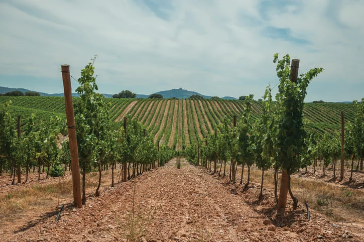 The Entrepreneur and Philanthropist Behind Scarpa and ERA Winegrape Tradition